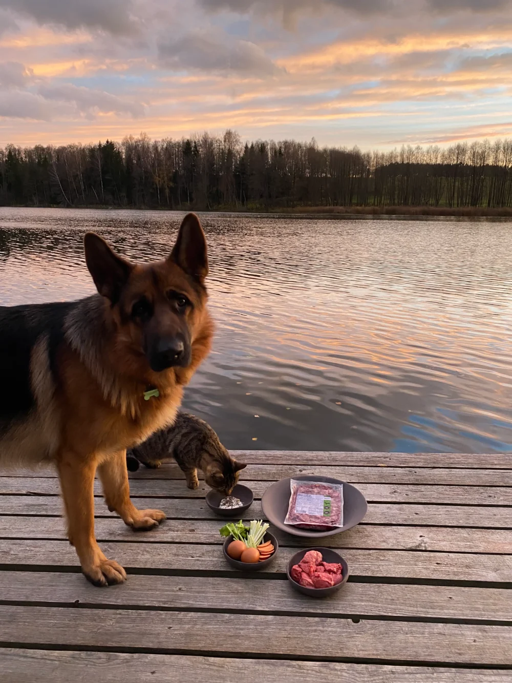 Visavertis avienos ėdalas šunims, 500 g