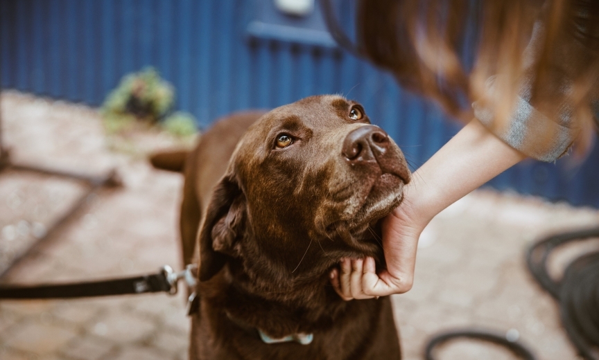 Meilė matuojama ne maistu: kaip išsaugoti normalų šuniuko svorį